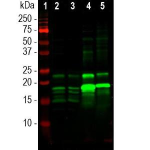 Western blot analysis of different tissu