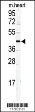 Anti-DSCC1 Rabbit Polyclonal Antibody