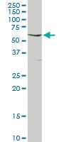 Anti-FYN Rabbit Polyclonal Antibody