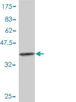 Anti-IKBKG Mouse Polyclonal Antibody