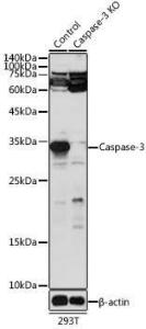 Antibody A93187-100 100 µl