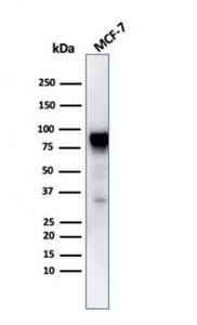 Anti-HSP90 beta Mouse Monoclonal Antibody [clone: HSP90AB1/3953]