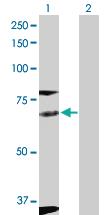 Anti-FYN Rabbit Polyclonal Antibody