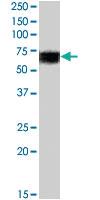 Anti-BIN1 Goat Polyclonal Antibody