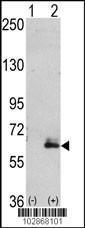 Anti-MAP2 Rabbit Polyclonal Antibody (APC (Allophycocyanin))