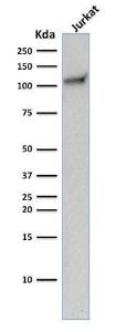 Western blot analysis of human Jurkat cell lysate using Anti-CD31 Antibody [C31.10]