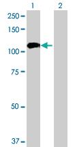 Anti-COG3 Mouse Polyclonal Antibody