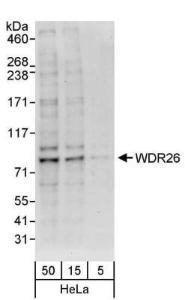 Anti-HIST3H3 Rabbit Polyclonal Antibody