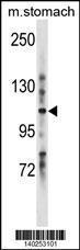 Anti-LRIG1 Rabbit Polyclonal Antibody (HRP (Horseradish Peroxidase))