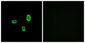 Immunofluorescence analysis of A549 cells using Anti-OR10G7 Antibody. The right hand panel represents a negative control, where the antibody was pre-incubated with the immunising peptide