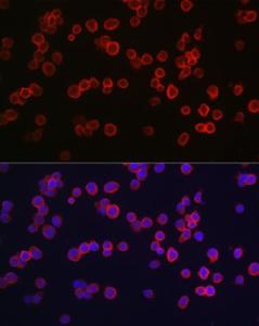 Antibody A93187-100 100 µl