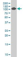 Anti-COL4A3BP Mouse Polyclonal Antibody