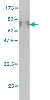 Anti-IKBKG Mouse Monoclonal Antibody [clone: 4G9]