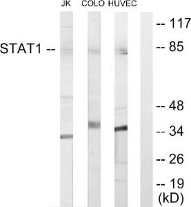 Western blot analysis of lysates from Jurkat cells, COLO205 cells, and HUVEC cells using Anti-STAT1 Antibody. The right hand lane represents a negative control, where the antibody is blocked by the immunising peptide