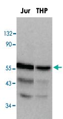 Anti-DOK1 Rabbit Polyclonal Antibody