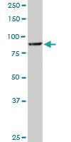 Anti-COG3 Mouse Monoclonal Antibody [clone: 2G7]