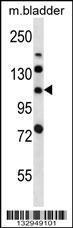 Anti-LRIG2 Rabbit Polyclonal Antibody (AP (Alkaline Phosphatase))