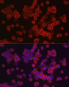 Antibody A93187-100 100 µl