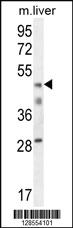 Anti-H2AFY2 Rabbit Polyclonal Antibody