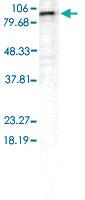 Anti-HSP90AA1 Mouse Monoclonal Antibody [clone: D7alpha]