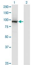 Anti-COG3 Mouse Monoclonal Antibody [clone: 2G7]