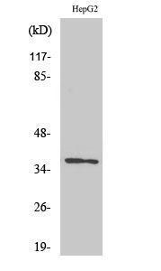 Western blot analysis of various cells using Anti-OR10G7 Antibody