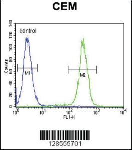 Anti-GABBR2 Rabbit Polyclonal Antibody