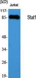 Western blot analysis of various cells using Anti-STAT1 Antibody