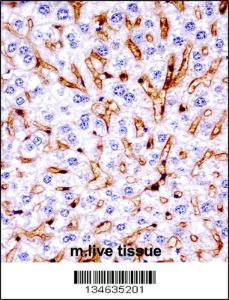 Anti-MAPK11 Rabbit Polyclonal Antibody