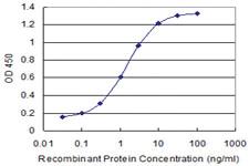 Anti-COG3 Mouse Monoclonal Antibody [clone: 2G7]