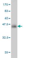 Anti-SNAPC4 Mouse Monoclonal Antibody [clone: 1D1]