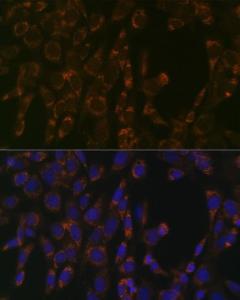 Immunofluorescence analysis of NIH-3T3 cells using Anti-CLPP Antibody [ARC1929] (A306224) at a dilution of 1:100 (40x lens). DAPI was used to stain the cell nuclei (blue).