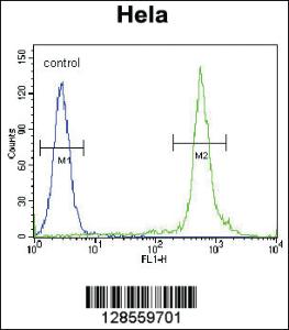 Anti-NKX2-1 Rabbit Polyclonal Antibody