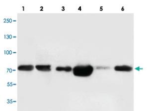 Anti-FAF1 Rabbit Polyclonal Antibody