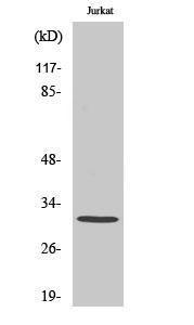 Western blot analysis of various cells using Anti-C1QBP Antibody