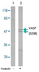 Anti-VASP Rabbit Polyclonal Antibody