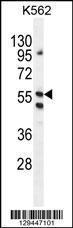 Anti-LRIT1 Rabbit Polyclonal Antibody (APC (Allophycocyanin))