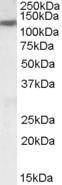 Anti-SLC12A6 Goat Polyclonal Antibody