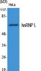 Western blot analysis of various cells using Anti-hnRNP L Antibody