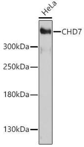 Western blot analysis of extracts of HeLa cells, using Anti-Chd7 Antibody (A93196) at 1:1,000 dilution