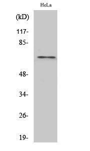 Western blot analysis of HuvEc cells using Anti-hnRNP L Antibody