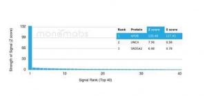 Anti-Apolipoprotein B Mouse Monoclonal Antibody [clone: APOB/4335]