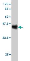 Anti-SNAPC4 Mouse Monoclonal Antibody [clone: 1G2]