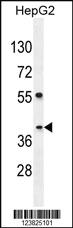 Anti-SEC13 Rabbit Polyclonal Antibody