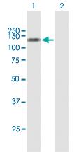 Anti-SULF1 Mouse Polyclonal Antibody