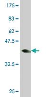 Anti-MED16 Mouse Monoclonal Antibody [clone: 3A3]