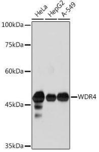 Western blot analysis of extracts of various cell lines, using Anti-WDR4 Antibody [ARC2292] (A305320) at 1:1,000 dilution. The secondary antibody was Goat Anti-Rabbit IgG H&L Antibody (HRP) at 1:10,000 dilution.