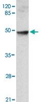 Anti-PPP2CA Mouse Monoclonal Antibody