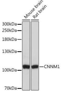 Western blot analysis of extracts of various cell lines, using Anti-CNNM1 Antibody (A93198) at 1:3,000 dilution The secondary antibody was Goat Anti-Rabbit IgG H&L Antibody (HRP) at 1:10,000 dilution Lysates/proteins were present at 25 µg per lane