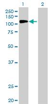 Anti-NFKB1 Rabbit Polyclonal Antibody